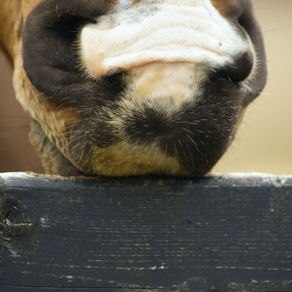 Existing Behavioural Stereotypies & Nutrition