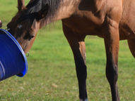 Nutritional Considerations for Equine Choke