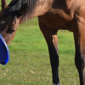 Nutritional Considerations for Equine Choke