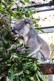 Kangourous, Koalas, Crocodiles et Araignées - 1 mois de Road Trip en Australie - Adelette Kangourous, Koalas, Crocodiles et Araignées - 1 mois de Road Trip en Australie - Adelette