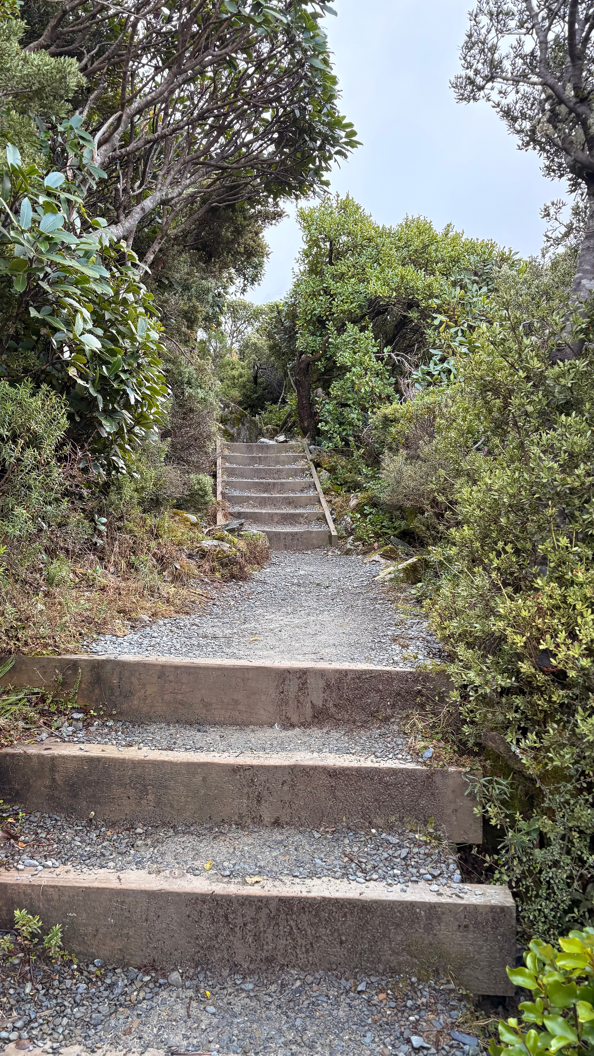 Sealy Tarns stairs of hike