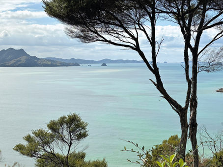 View along the Maramaratotara Track while hiking the Coromandel Peninsula