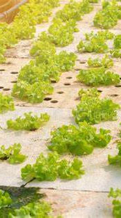 sistema de riego 12