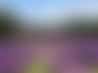 Lavanderaie Bleu Lavande | Rabais sur activité