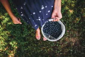 Autocueillette de bleuets | Rabais sur activité