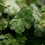 Thumbnail: Geranium Leaf, Scented Tin Candle