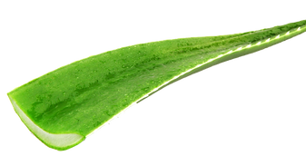aloe1.png