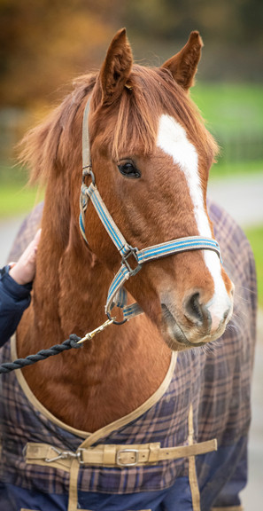 Millbry Hill Stud 2-25.jpg