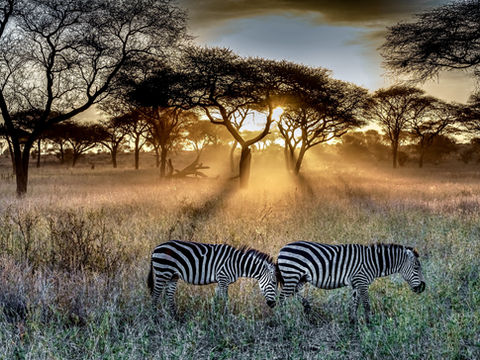 How much does a Tanzania safari cost per person?