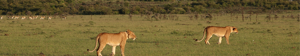 Lions_edited.png