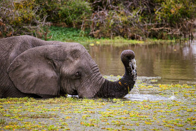 Tarangire-Nationalpark
