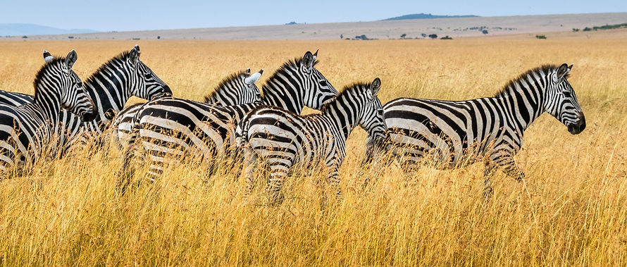 A herd of running zebras.