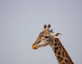 3 day safari from Zanzibar_edited_edited