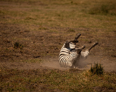 zebra