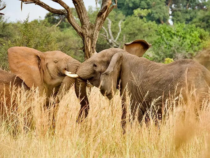 Tanzania Safari from Dar es Salaam – Fly-In & Drive-In Wildlife Adventures