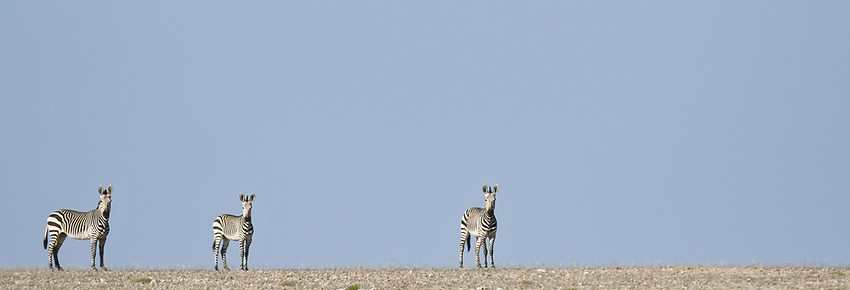 Day 3: Serengeti → Ngorongoro / Karatu (Scenic Drive + Wildlife Stops)