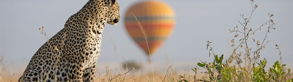 Leopard - Tanzania safari