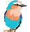 Lilac-breasted roller, secretary bird