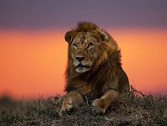 2 Day Tanzania Safari Starting from Zanzibar