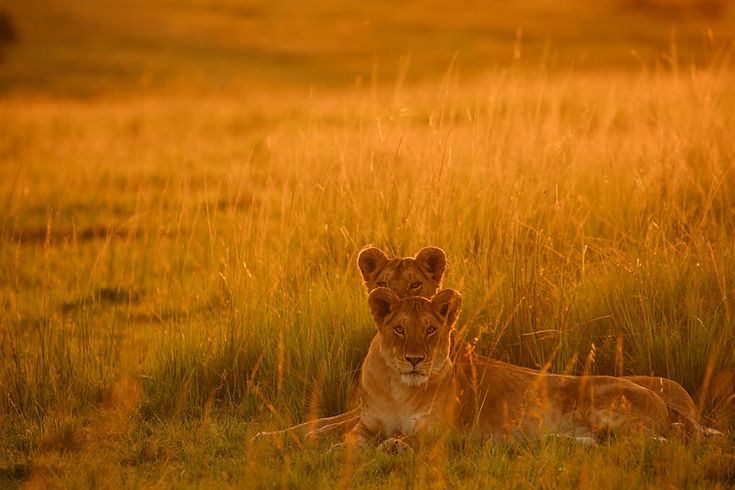 3 day tanzania safari from zanzibar