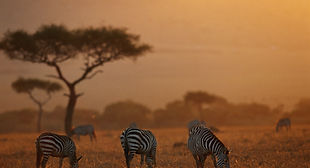 2 Days - Best of Tarangire & Ngorongoro Tour from Zanzibar ( Fly-in)