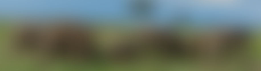 Can You Go on Safari Directly from Zanzibar? (Complete Tanzania Safari Guide)