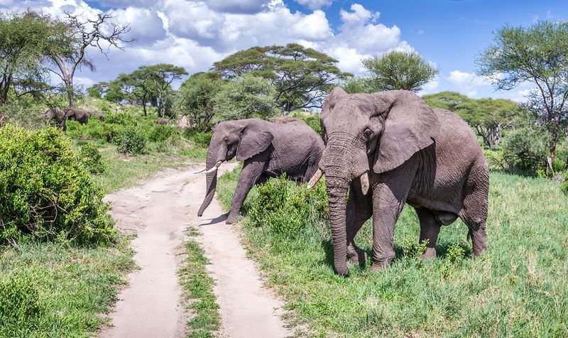 Lake-Manyara-Olifanten-Tanzania-Speciali
