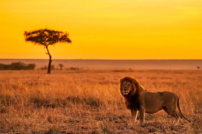 4-day-tanzania-safari-from-zanzibar