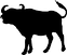 buffalo