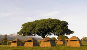 simba campsite 