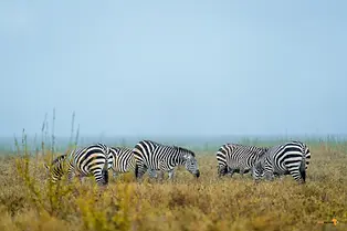 4 day safari from zanzibar