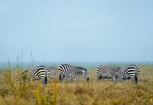 4 day safari from zanzibar