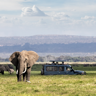 Lohnt sich eine Safari ab Sansibar? Ein klarer und ehrlicher Leitfaden für Erstbesucher