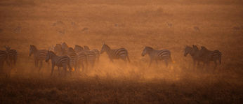 2 day tanzania safari - Zebra  safari