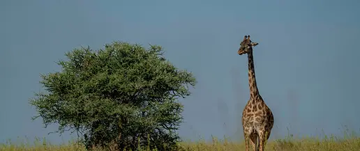 Luxury safari from zanzibar