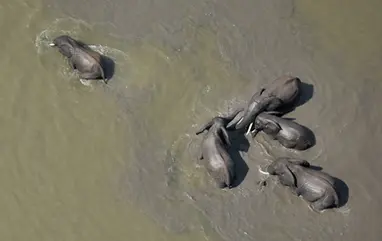 Using Drones on a Tanzania Safari: What you need to know