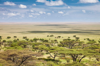 serengeti national park land scape 
