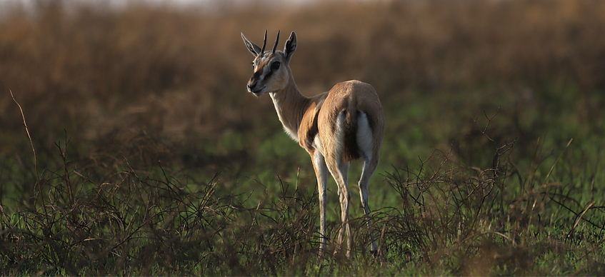 2 day tanzania safari