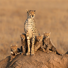 tanzania safari - Travel wise safari