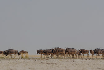 4 day serengeti migration safari