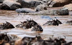 Witness the Great Migration in Just 3 Days