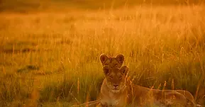 4-Day Safari from Zanzibar