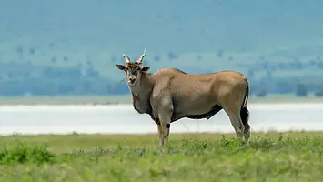 3 Day Safari from Zanzibar Price Details
