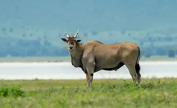 3 Day Safari from Zanzibar Price Details