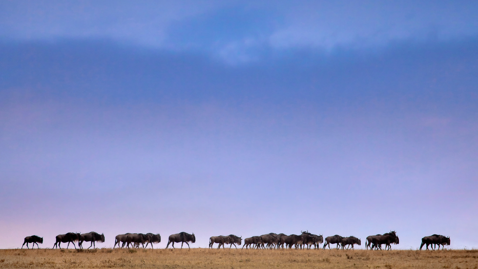Der beste Nationalpark, den man von Sansibar aus besuchen kann