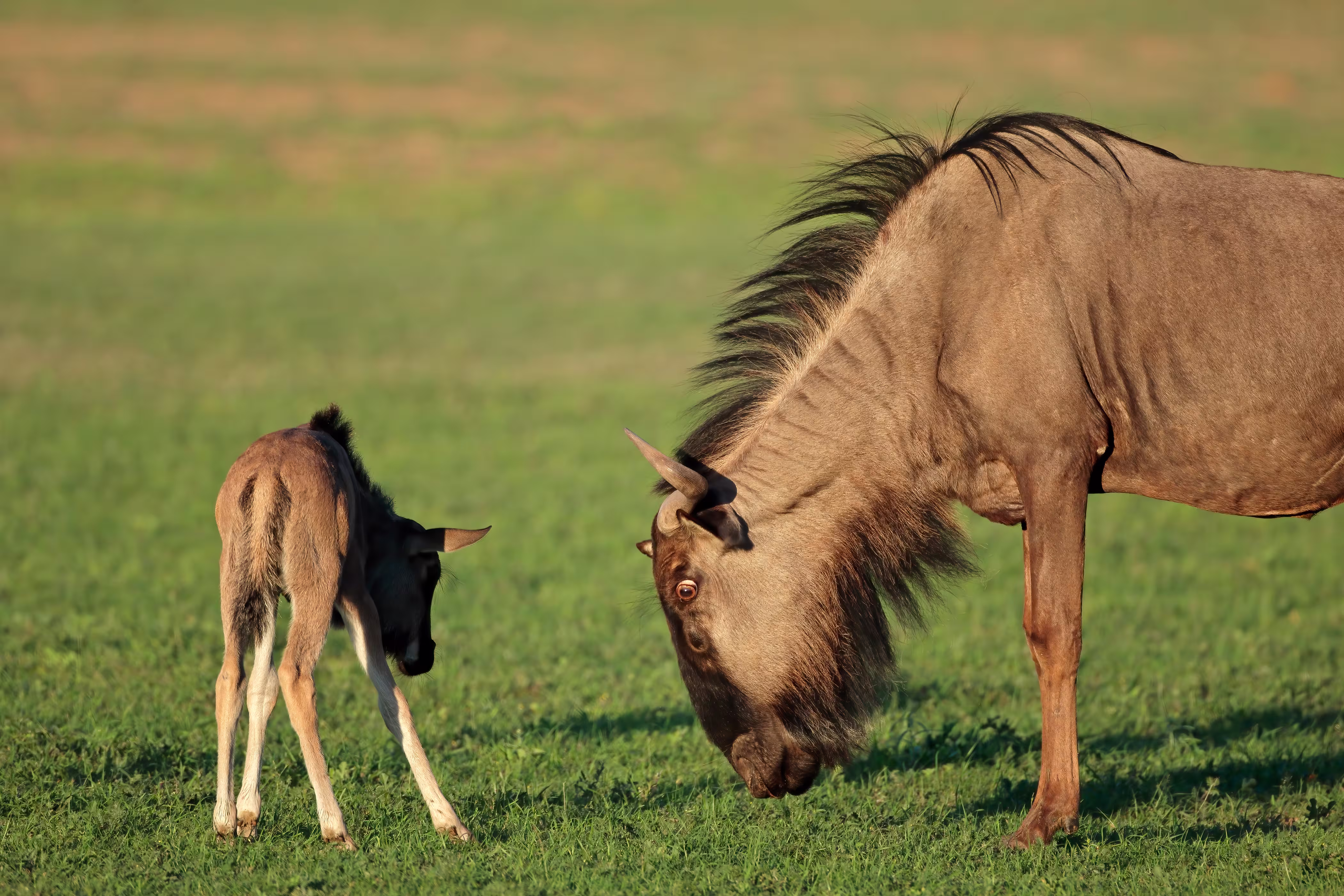 Gnu und Junges geboren