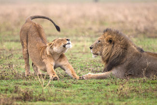 2 day tanzania safari - Lion safari