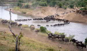 Witness the Great Migration in Just 3 Days