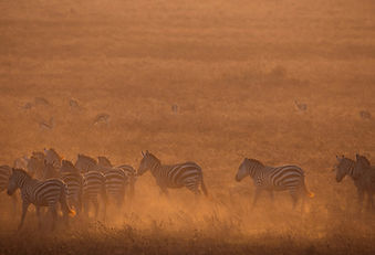 a herd of zebra standing on top of a dry grass field