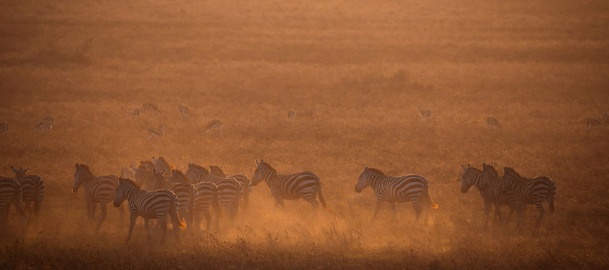 a herd of zebra standing on top of a dry grass field_edited.jpg